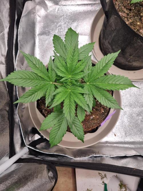 GodFeather OG F1 Auto (First) #17 #02. Week 4 - Day 28 late