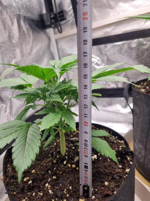 GodFeather OG F1 Auto (First) #17 #02. Week 5 - Day 29