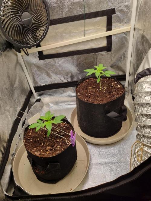 GodFeather OG F1 Auto (First) #16 #01. Week 4