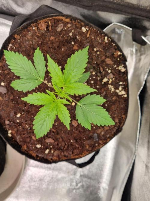 GodFeather OG F1 Auto (First) #16 #01. Week 4