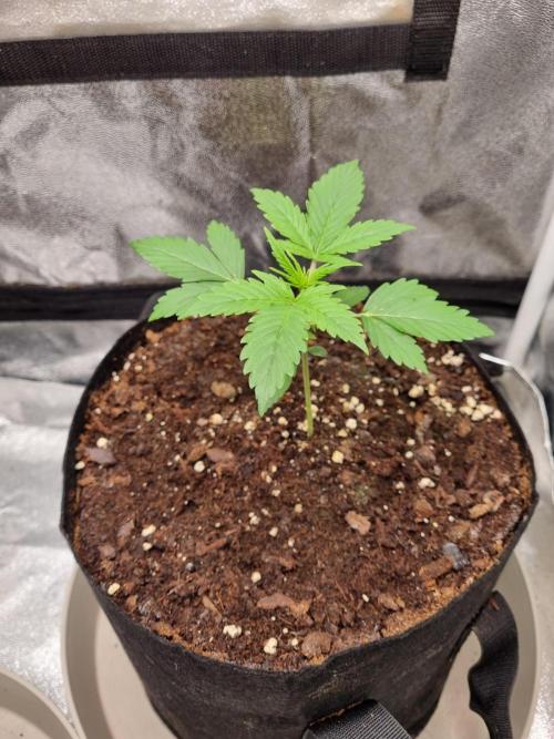 GodFeather OG F1 Auto (First) #16 #01. Week 4