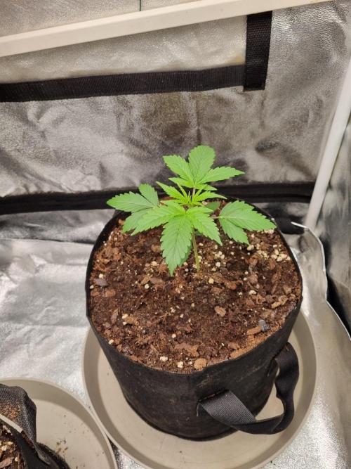 GodFeather OG F1 Auto (First) #16 #01. Week 4