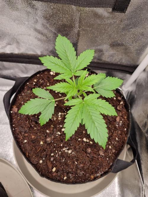 GodFeather OG F1 Auto (First) #16 #01. Week 4
