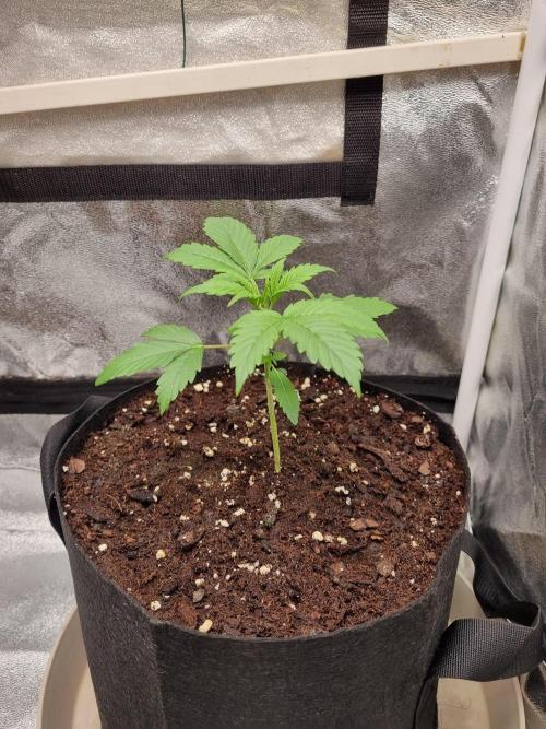 GodFeather OG F1 Auto (First) #16 #01. Week 4