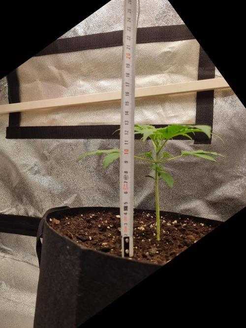 GodFeather OG F1 Auto (First) #16 #01. Week 4
