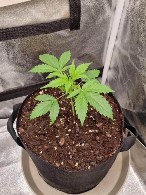 GodFeather OG F1 Auto (First) #16 #01. Week 4