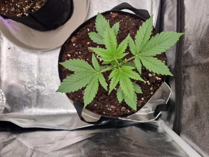 GodFeather OG F1 Auto (First) #16 #01. Week 4