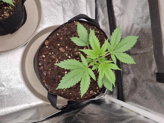 GodFeather OG F1 Auto (First) #16 #01. Week 4