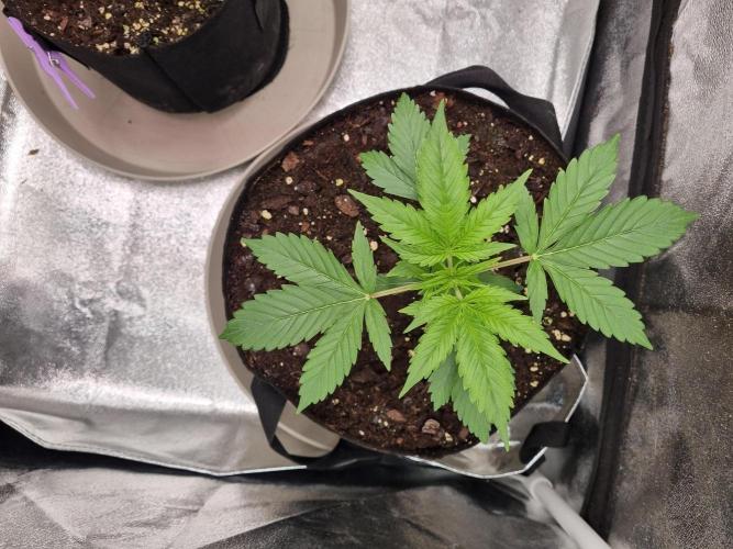 GodFeather OG F1 Auto (First) #16 #01. Week 4