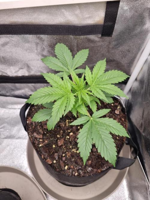 GodFeather OG F1 Auto (First) #16 #01. Week 4