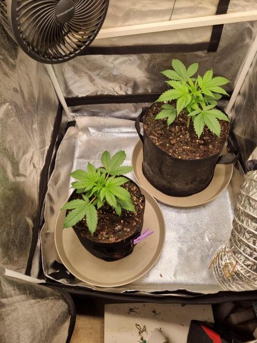 GodFeather OG F1 Auto (First) #16 #01. Week 4