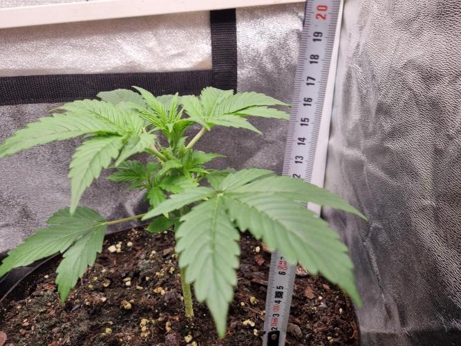 GodFeather OG F1 Auto (First) #16 #01. Week 4