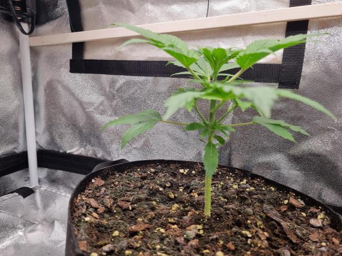 GodFeather OG F1 Auto (First) #16 #01. Week 4