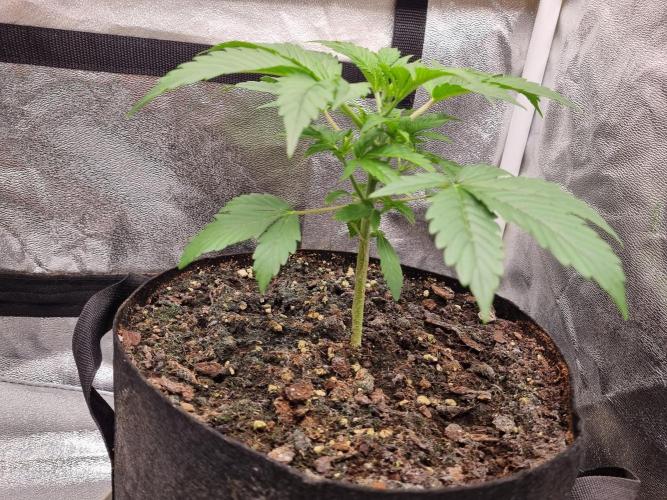 GodFeather OG F1 Auto (First) #16 #01. Week 4