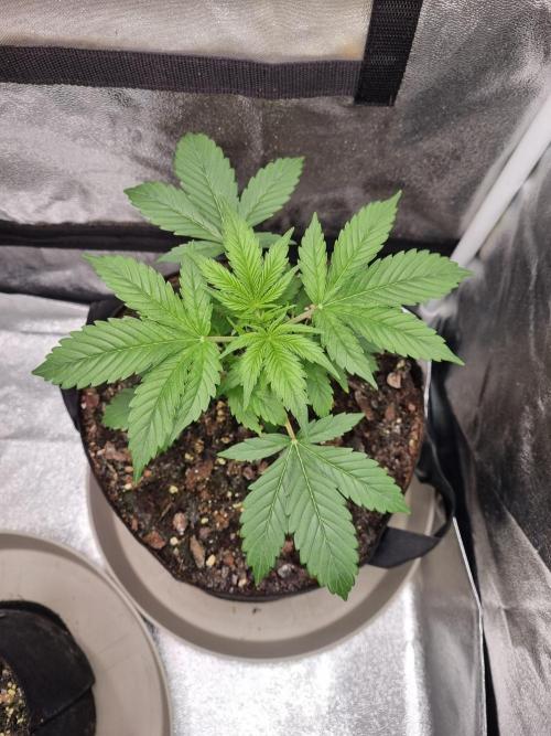 GodFeather OG F1 Auto (First) #16 #01. Week 4