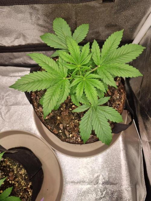 GodFeather OG F1 Auto (First) #16 #01. Week 4