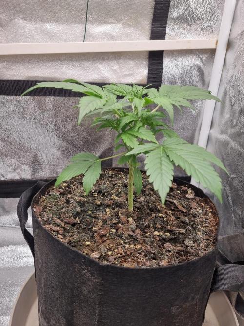 GodFeather OG F1 Auto (First) #16 #01. Week 4