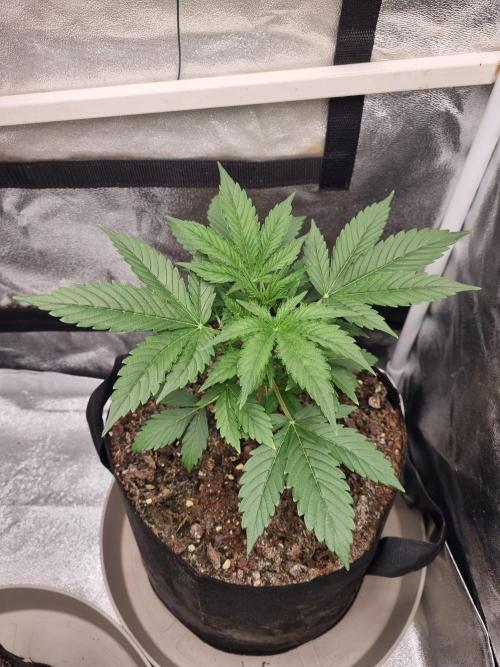 GodFeather OG F1 Auto (First) #16 #01. Week 4