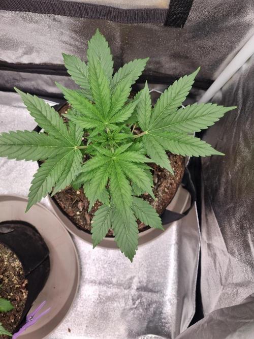 GodFeather OG F1 Auto (First) #16 #01. Week 4