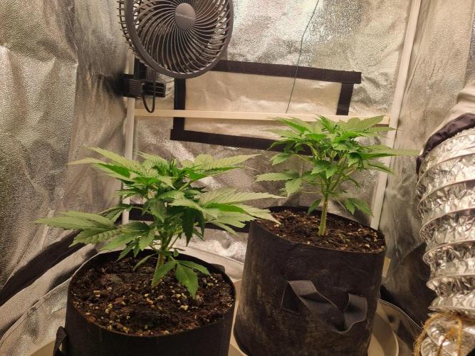 GodFeather OG F1 Auto (First) #17 #02. Week 5