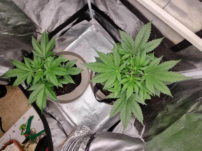 GodFeather OG F1 Auto (First) #17 #02. Week 5