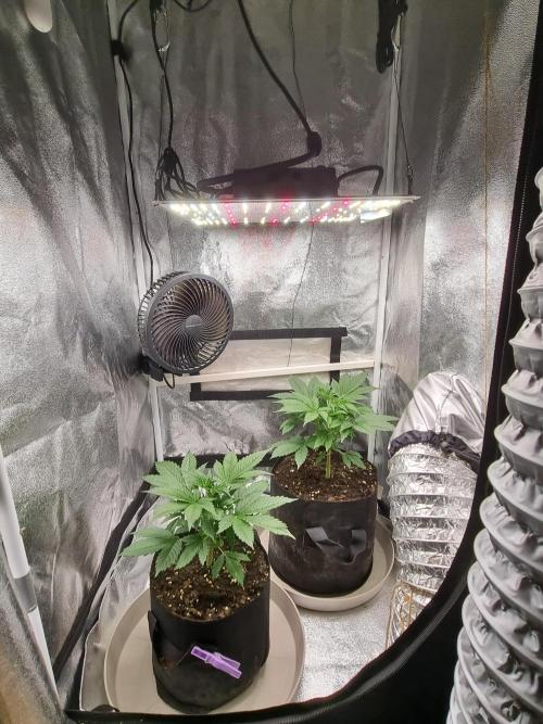 GodFeather OG F1 Auto (First) #17 #02. Week 5