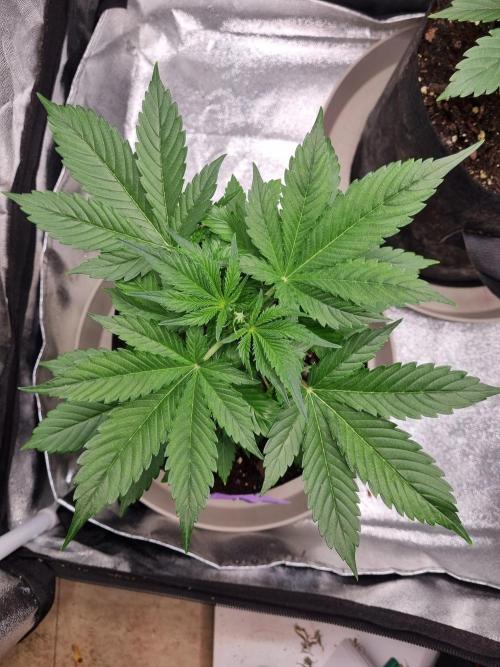 GodFeather OG F1 Auto (First) #17 #02. Week 5