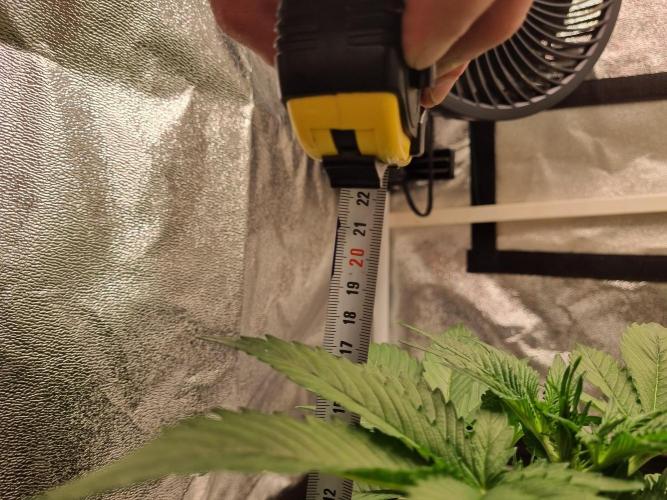 GodFeather OG F1 Auto (First) #17 #02. Week 5