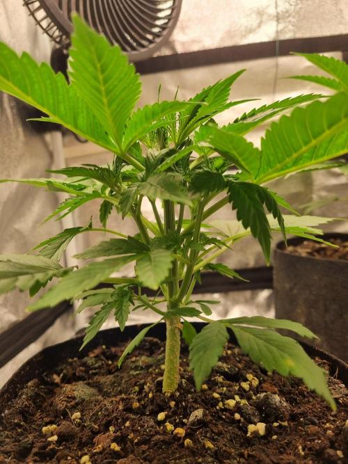 GodFeather OG F1 Auto (First) #17 #02. Week 5