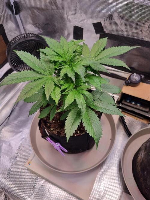 GodFeather OG F1 Auto (First) #17 #02. Week 5