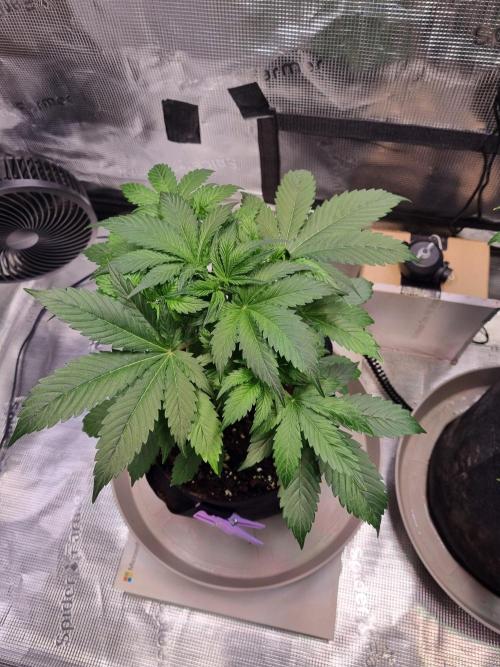 GodFeather OG F1 Auto (First) #17 #02. Week 5