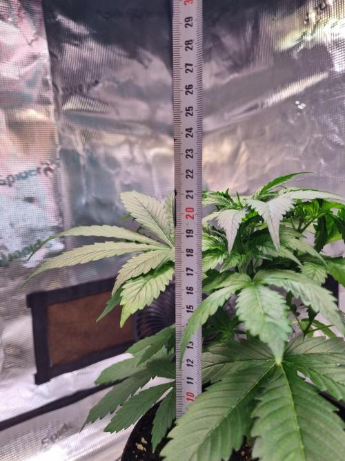 GodFeather OG F1 Auto (First) #17 #02. Week 5