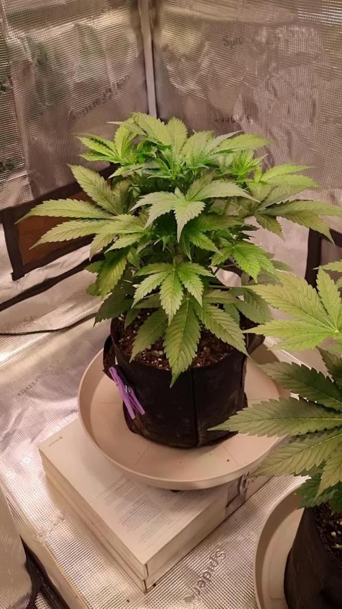 GodFeather OG F1 Auto (First) #17 #02
