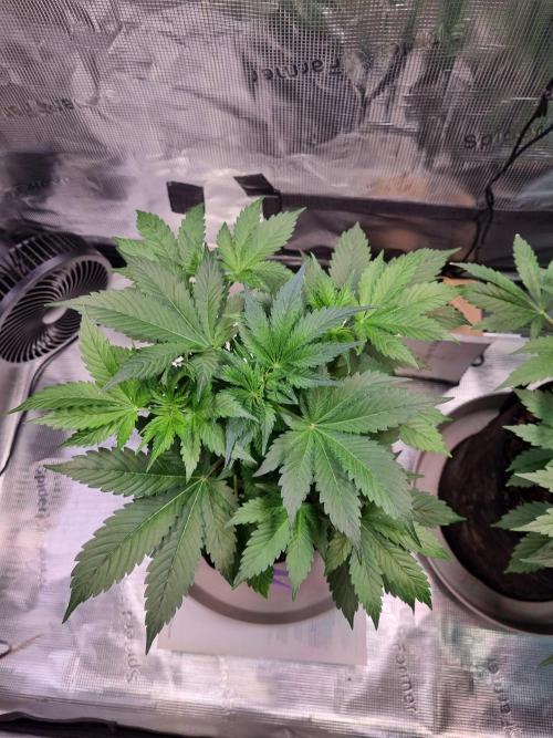 GodFeather OG F1 Auto (First) #17 #02. Week 5 - Day 35