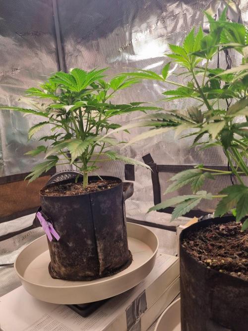 GodFeather OG F1 Auto (First) #17 #02. Week 5 - Day 35