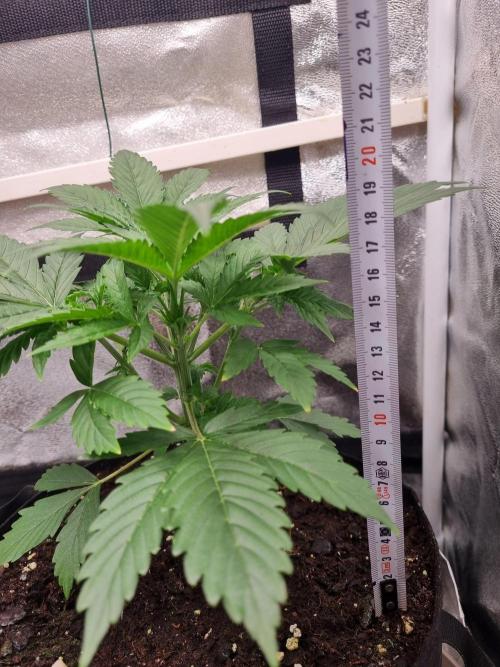 GodFeather OG F1 Auto (First) #16 #01. Week 5