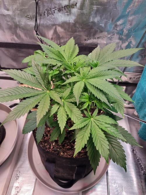 GodFeather OG F1 Auto (First) #16 #01. Week 5