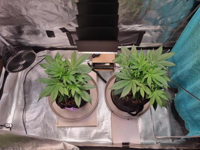 GodFeather OG F1 Auto (First) #16 #01. Week 5
