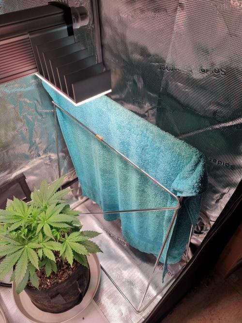 GodFeather OG F1 Auto (First) #16 #01. Week 5
