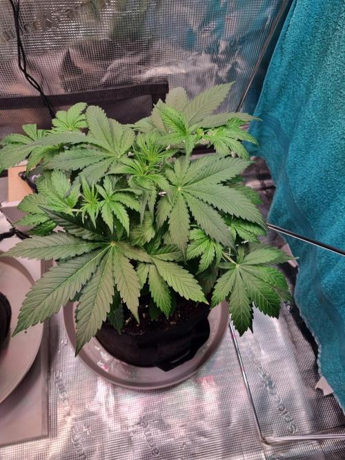 GodFeather OG F1 Auto (First) #16 #01. Week 5