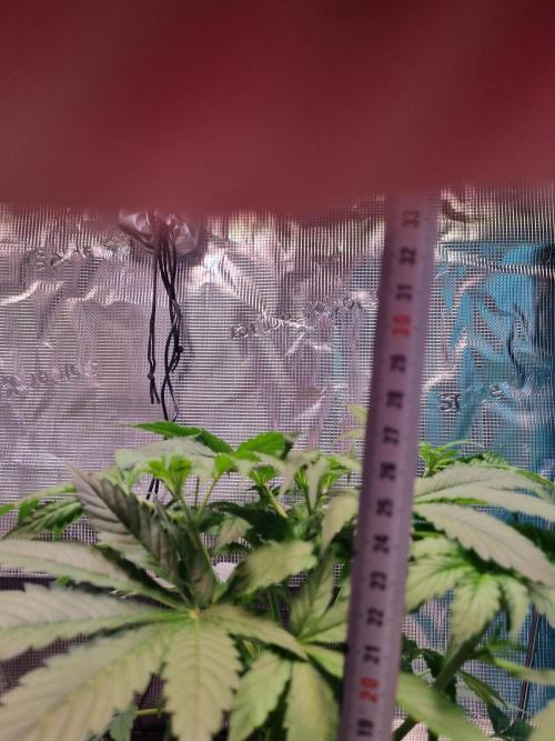 GodFeather OG F1 Auto (First) #16 #01. Week 5