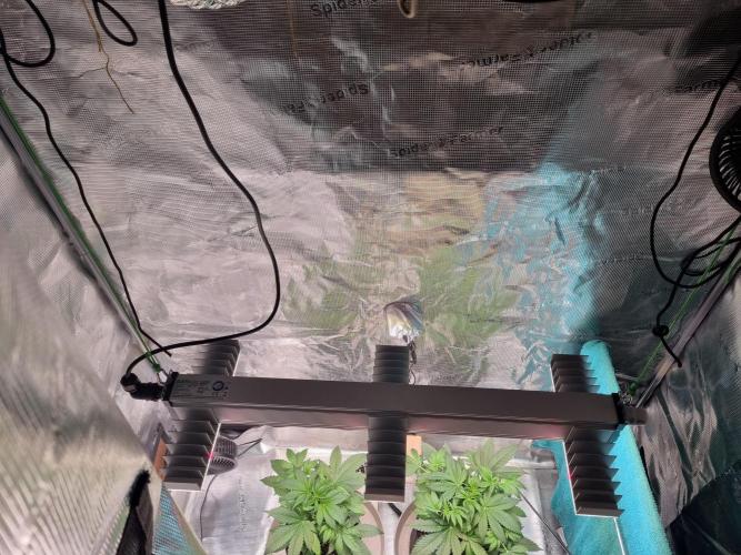 GodFeather OG F1 Auto (First) #16 #01. Week 5