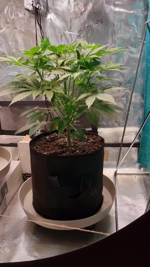 GodFeather OG F1 Auto (First) #16 #01