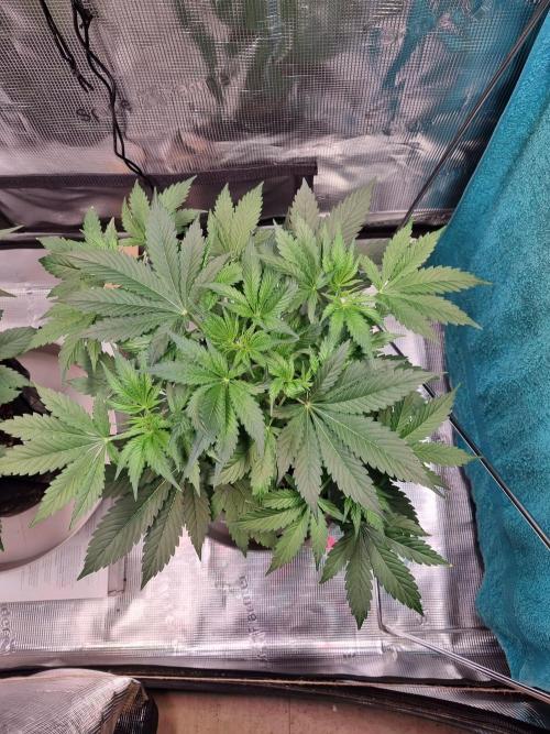 GodFeather OG F1 Auto (First) #16 #01. Week 5 - Day 35