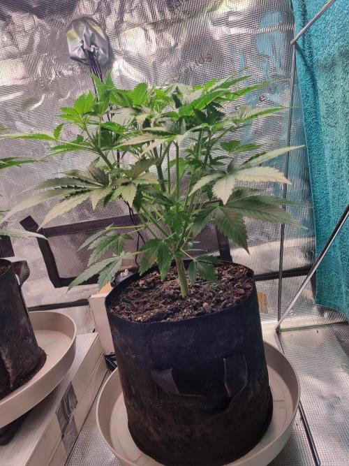 GodFeather OG F1 Auto (First) #16 #01. Week 5 - Day 35