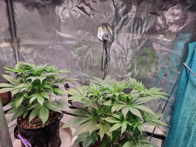 GodFeather OG F1 Auto (First) #16 #01. Week 5 - Day 35