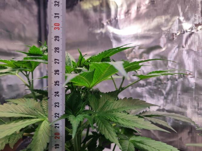 GodFeather OG F1 Auto (First) #17 #02. Week 6