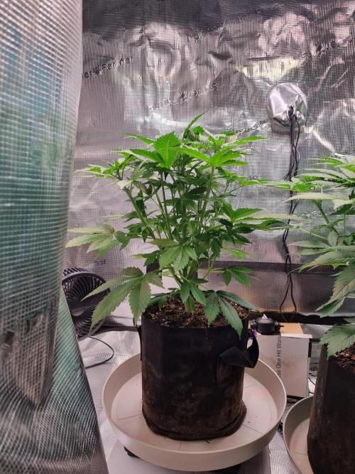 GodFeather OG F1 Auto (First) #17 #02. Week 6