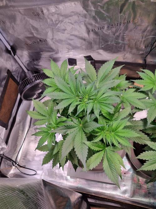 GodFeather OG F1 Auto (First) #17 #02. Week 6