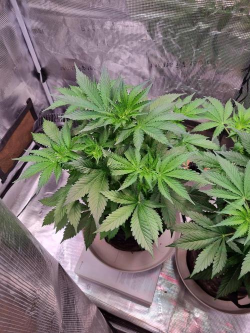 GodFeather OG F1 Auto (First) #17 #02. Week 6